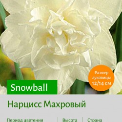  Махровый нарцисс (Narcissus double) Snowball